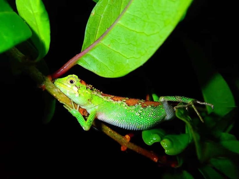 Miyako Island: Stars & Jungle Night Walking Tour - What you need to bring, plus the rules that keep it safe