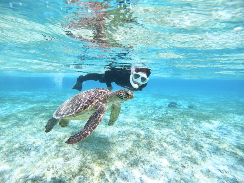 Miyako Island: SUP or Canoeing and Snorkeling Experience - Snorkeling at Miyako: what turtle-spotting is actually like