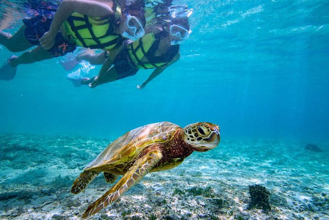 Miyakojima / Snorkel tour to swim with sea turtles - Entering The Day at Summer Resort Miyakojima