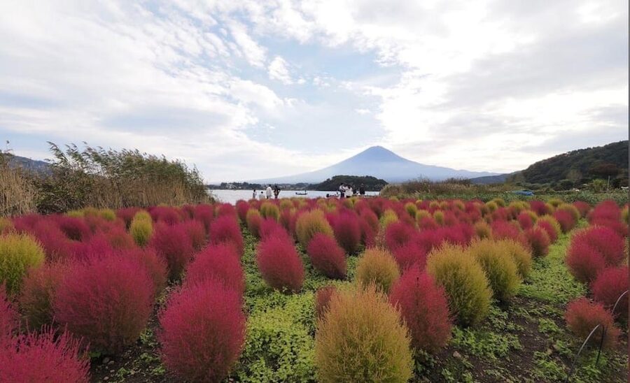 Mount Fuji Customize Private Tour with English Driver - Fuji viewpoints and the “Fuji Five Lakes” choice you can build around