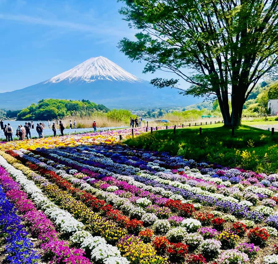 Mount Fuji One Day Private Tour With English Speaking Driver - Oshino Hakkai: the calm, traditional stop that breaks up the day