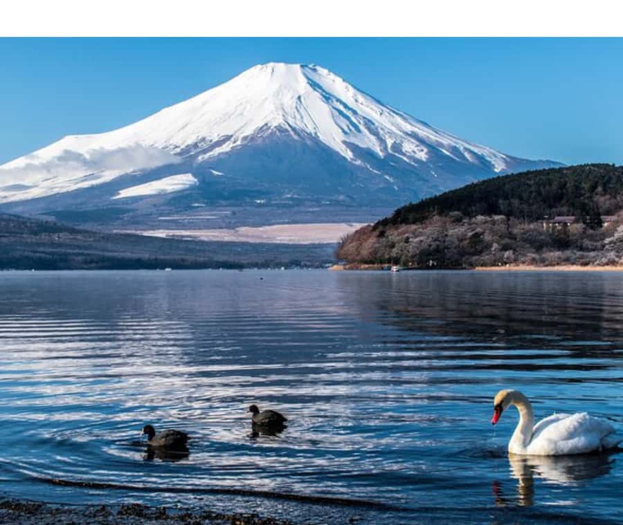 Mount Fuji Private Day Tour customized with English driver - Stop-by-stop: 5th Station, Chureito Pagoda, Lake Kawaguchiko