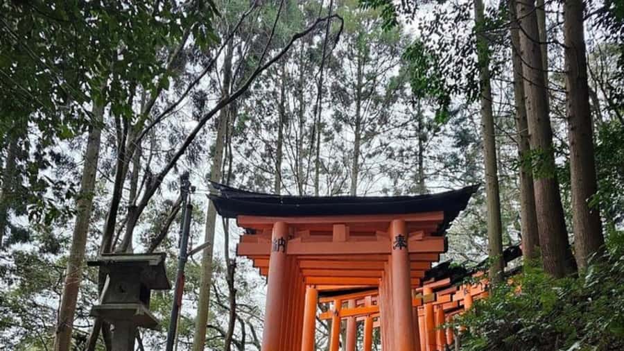 Mount Fuji Private Day Tour customized with English driver - Oishi Park and Oshino Hakkai: where the pace feels more relaxed