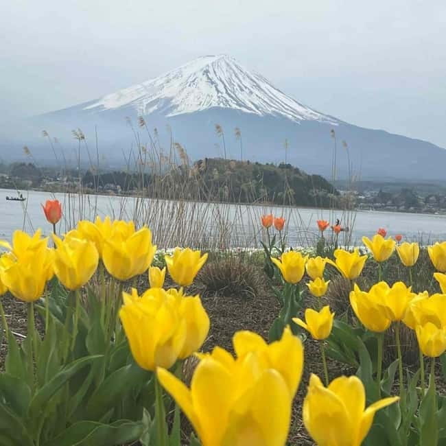 Mount Fuji Private day tour from Tokyo private & Customized - Chureito Pagoda and the postcard shot you actually want