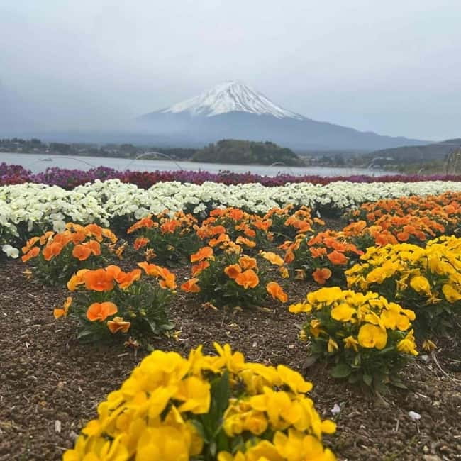 Mount Fuji Private day tour from Tokyo private & Customized - When to go, what to pack, and how to keep the day smooth