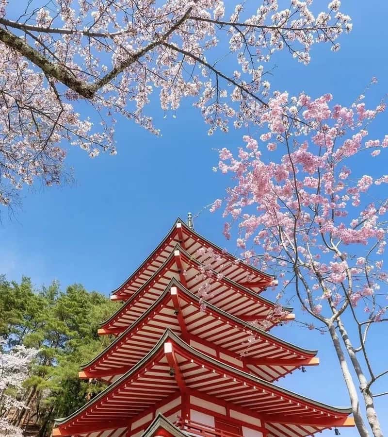 Mt. Fuji 6 Attractions Tour: Lake Kawaguchi, Oshino Hakkai - Price value: how $50 stacks up for a full Fuji day