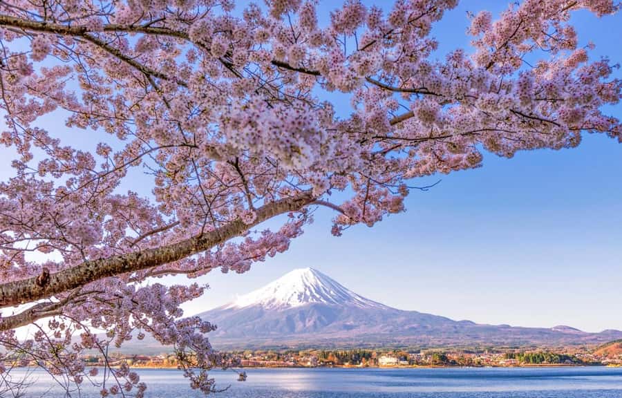 Mt. Fuji 6 Attractions Tour: Lake Kawaguchi, Oshino Hakkai - The Big Idea: sacred trails plus real Fuji viewing angles