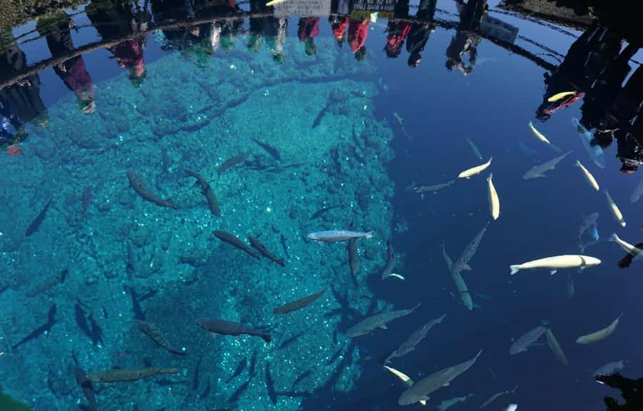 Mt. Fuji 6 Attractions Tour: Lake Kawaguchi, Oshino Hakkai - The Lawson stop at Lake Kawaguchi, modern convenience with Fuji angles