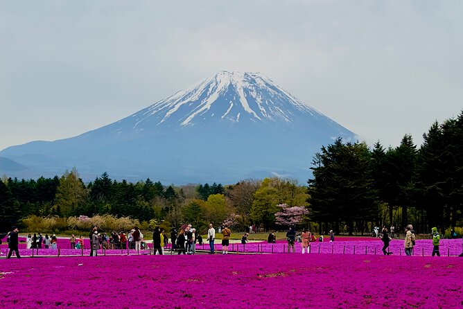 Mt. Fuji, Cherry Blossom & Shiba Sakura Pvt. Day Tour - Key things that matter on this Mt. Fuji private day