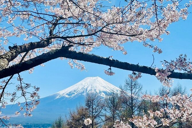 Mt. Fuji, Cherry Blossom & Shiba Sakura Pvt. Day Tour - The Fuji 5th Station stop: the view is the point, fees are the fine print