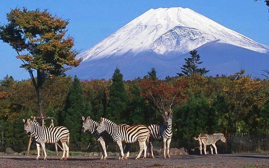 Mt Fuji : Private 10-Hour Luxury Tour by Exclusive Car - Why a private Toyota Alphard makes Fuji day trips feel calm