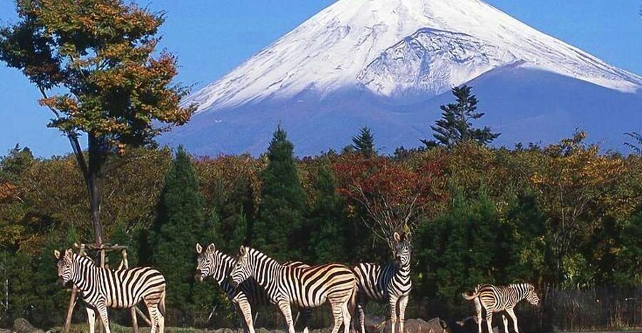 Mt Fuji : Private 10-Hour Luxury Tour by Exclusive Car - Lake Kawaguchiko: the views, the walking, the photo angle