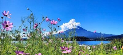 Mt. Fuji Private Tour With Hotel Pick Up From Tokyo