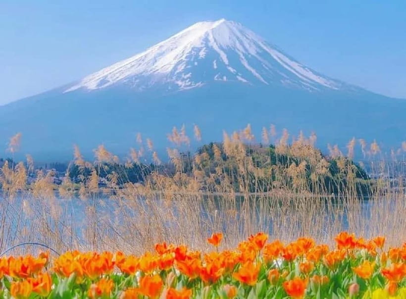Mt Fuji Top 5 Spots Day Tour: Arakurayama Park,Oshino Hakkai - Starting in Tokyo: Pick a Meeting Point and Be Ready