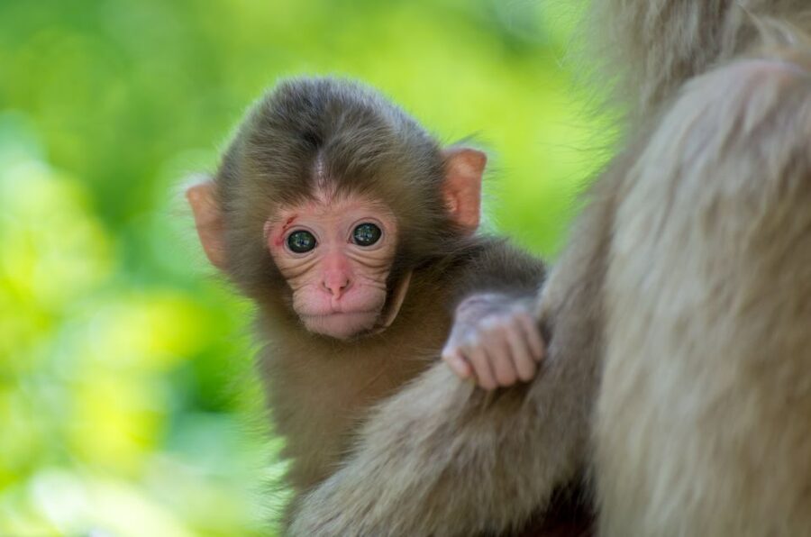 Nagano: 1-Day Snow Monkey & Cherry Blossom Tour in Spring - Key highlights worth planning around