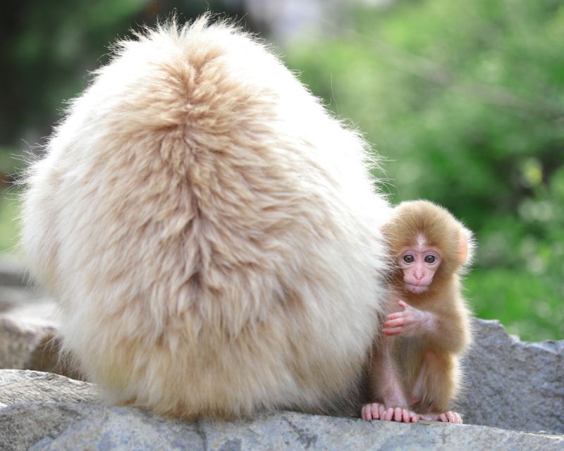 Nagano: 1-Day Snow Monkey & Cherry Blossom Tour in Spring - Jigokudani Snow Monkeys: seeing macaques in their element