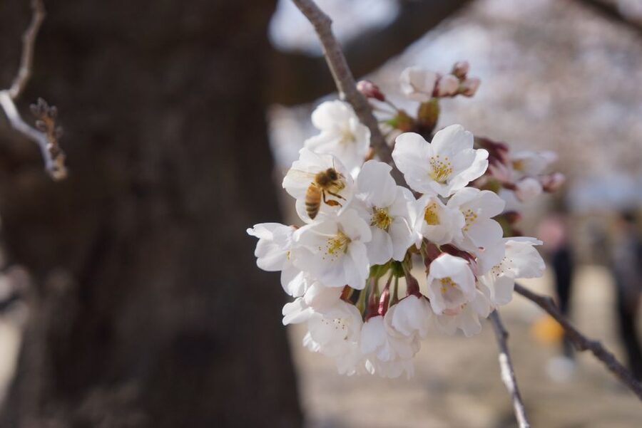 Nagano: 1-Day Snow Monkey & Cherry Blossom Tour in Spring - Lunch in Nagano: a needed reset between mountains and blossoms