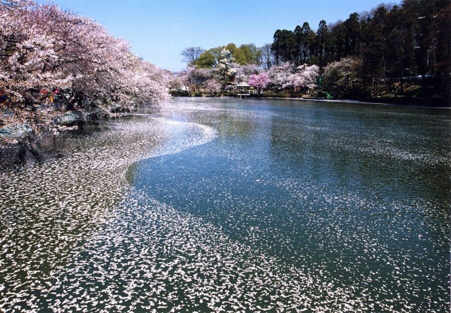 Nagano: 1-Day Snow Monkey & Cherry Blossom Tour in Spring - Northern Nagano hanami stops: why this sakura feels different