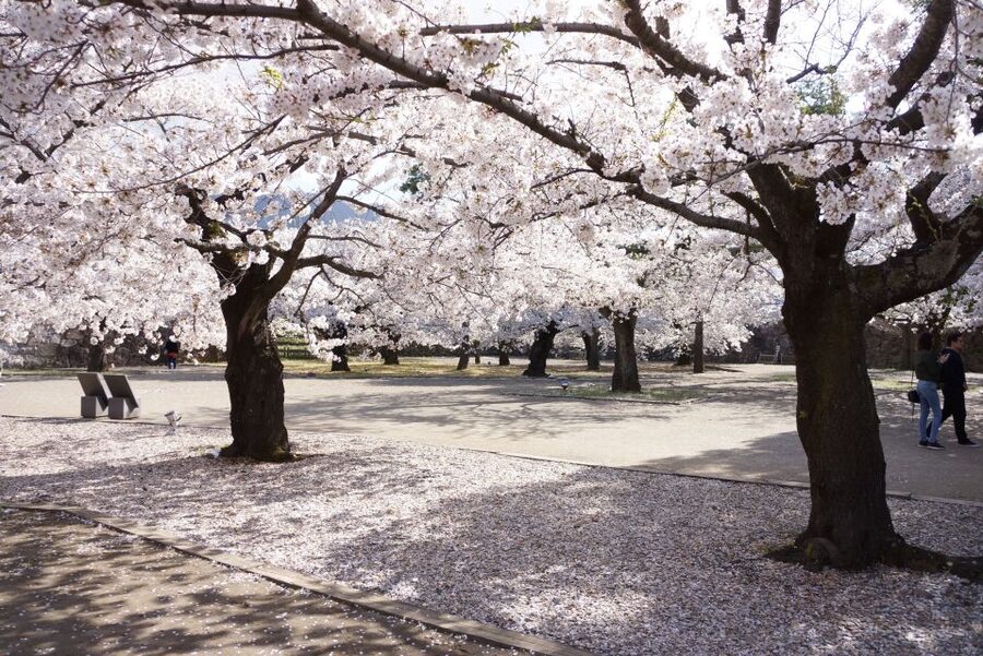 Nagano: 1-Day Snow Monkey & Cherry Blossom Tour in Spring - Who this tour suits best, and who may prefer something else