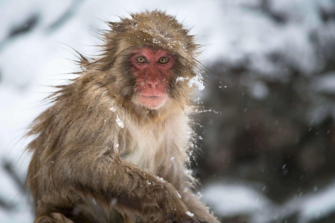 Nagano Private Two Day Tour - Key highlights I would plan around