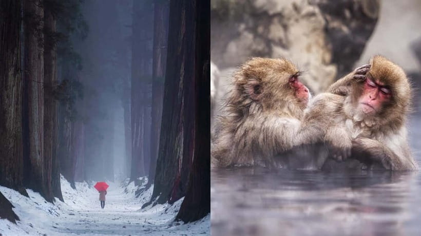 Nagano: Snow Monkeys & Togakushi Shrine Two-Spot in-One Day - Why Jigokudani and Togakushi click in one 8-hour day