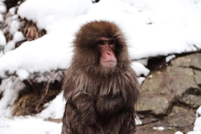 Nagano: Snow Monkeys & Togakushi Shrine Two-Spot in-One Day - Should you book this Nagano two-spot day?