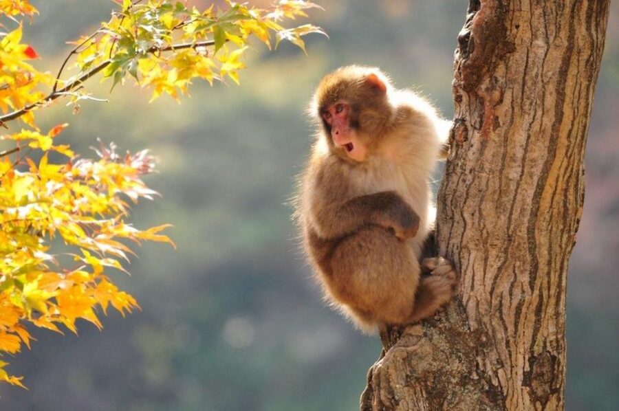 Nagano: Snow Monkeys, Zenkoji Temple & Sake Day Trip - Key highlights that make this Nagano day trip work