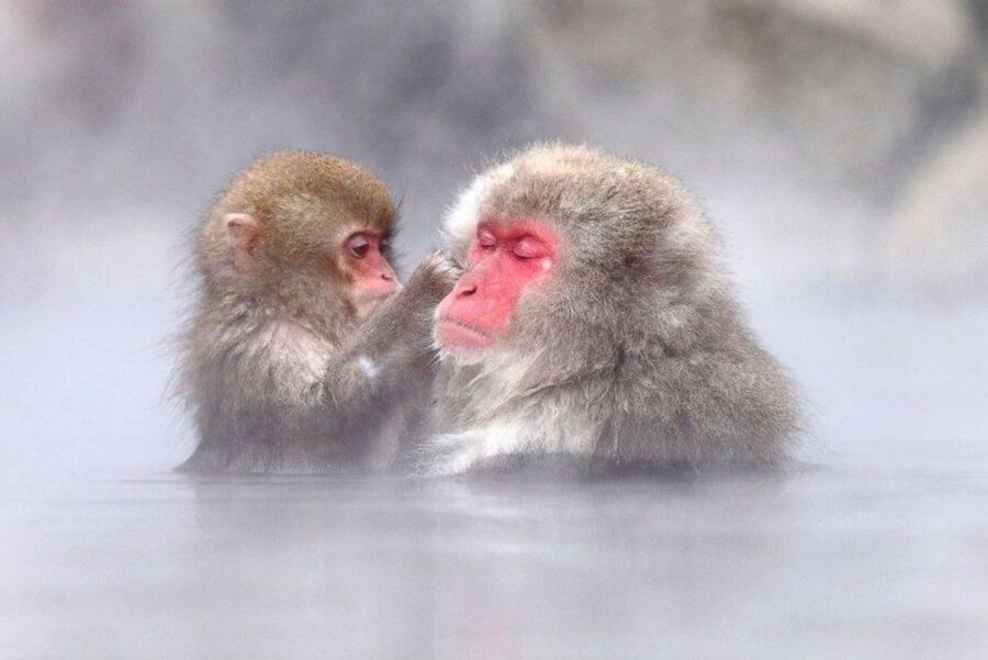 Nagano: Snow Monkeys, Zenkoji Temple & Sake Day Trip - Sake tasting: the included lesson you will actually remember
