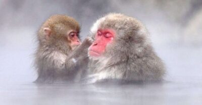 Nagano: Snow Monkeys, Zenkoji Temple & Sake Day Trip