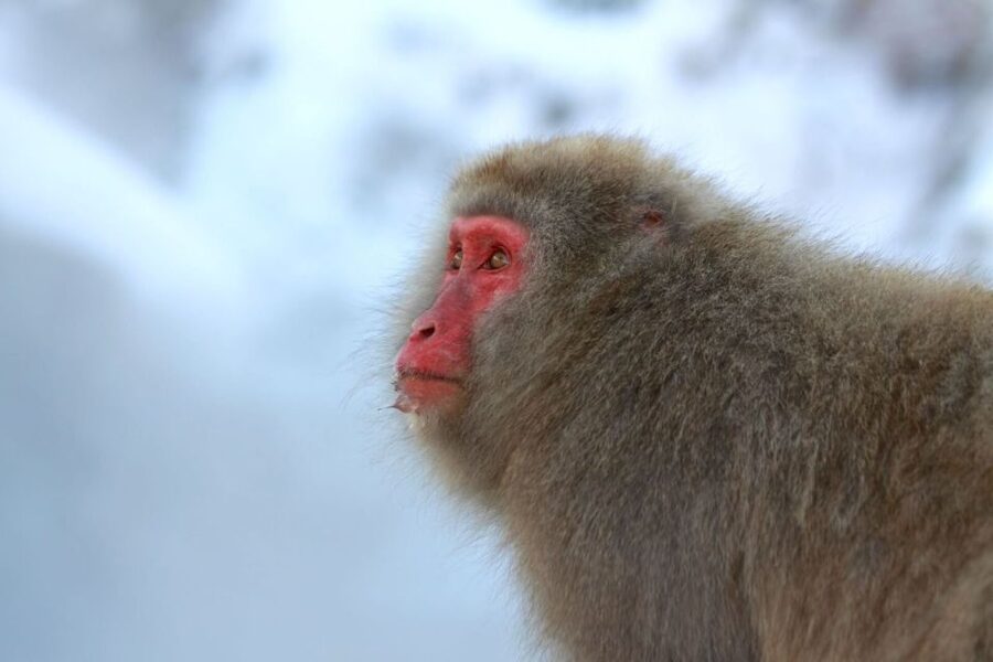 Nagano: Snow Monkeys, Zenkoji Temple & Sake Day Trip - Jigokudani Snow Monkey Park: close-up hot-spring monkey watching