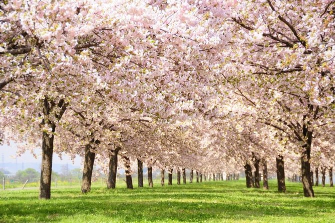Nagano Spring: 1-Day Cherry Blossoms & Snow Monkeys Guided Tour - Key takeaways before you go
