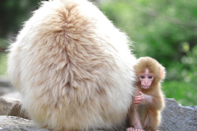 Nagano Spring: 1-Day Cherry Blossoms & Snow Monkeys Guided Tour - Price and value: is $150.89 a fair deal?
