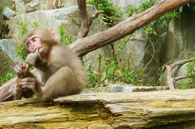 Nagano Spring: 1-Day Cherry Blossoms & Snow Monkeys Guided Tour - Who this tour is best for, and who should think twice