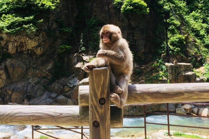 Nagano Spring: 1-Day Cherry Blossoms & Snow Monkeys Guided Tour - Should you book this Nagano spring snow monkey and sakura day trip?