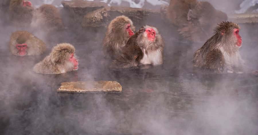 Nagano/Tokyo: Snow Monkey and Zenkoji Temple Private Tour - Key Things I’d Highlight Before Booking