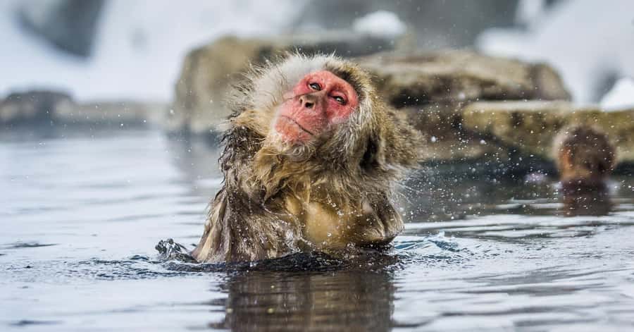Nagano/Tokyo: Snow Monkey and Zenkoji Temple Private Tour - Yamanochi and “One More Town” Finishing Touch