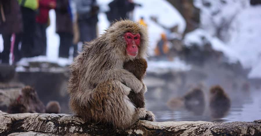 Nagano/Tokyo: Snow Monkey and Zenkoji Temple Private Tour - The Road Trip Reality: About 10 Hours Total