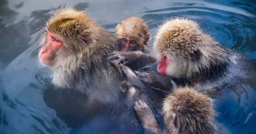 Nagano/Tokyo: Snow Monkey and Zenkoji Temple Private Tour - Zenko-ji Temple: National Treasure Stops and Major Gates