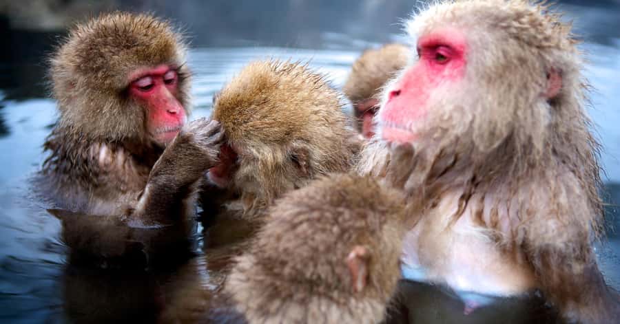 Nagano/Tokyo: Snow Monkey and Zenkoji Temple Private Tour - Obuse: Cherry Blossom and Chestnut Country With Hokusai Museum Time
