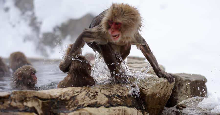 Nagano/Tokyo: Snow Monkey and Zenkoji Temple Private Tour - Shibu Onsen: Nine Public Baths and Old Streets Walking Time