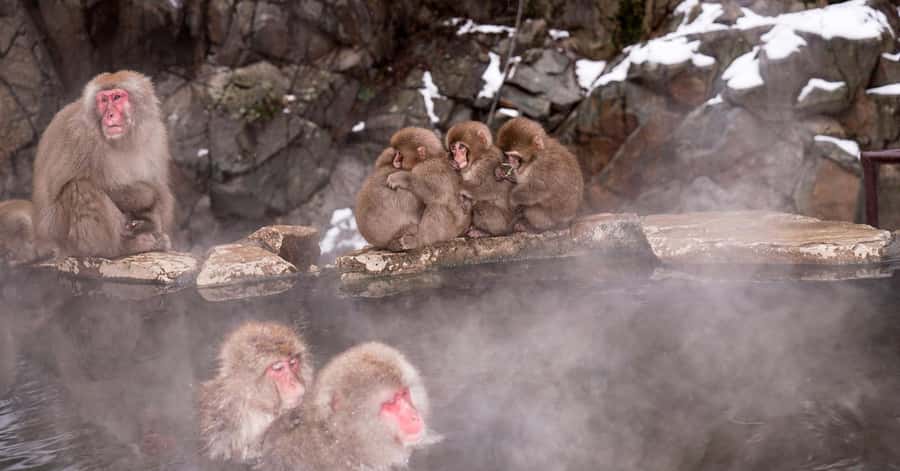 Nagano/Tokyo: Snow Monkey and Zenkoji Temple Private Tour - Price and Value: $505 Per Group, Up to 6 People