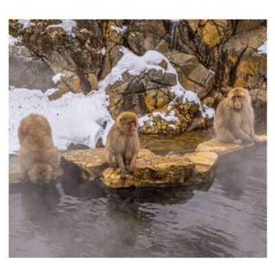 Nagano Tokyo: Snow Monkey Private Day Tour Hotel Pick & Drop