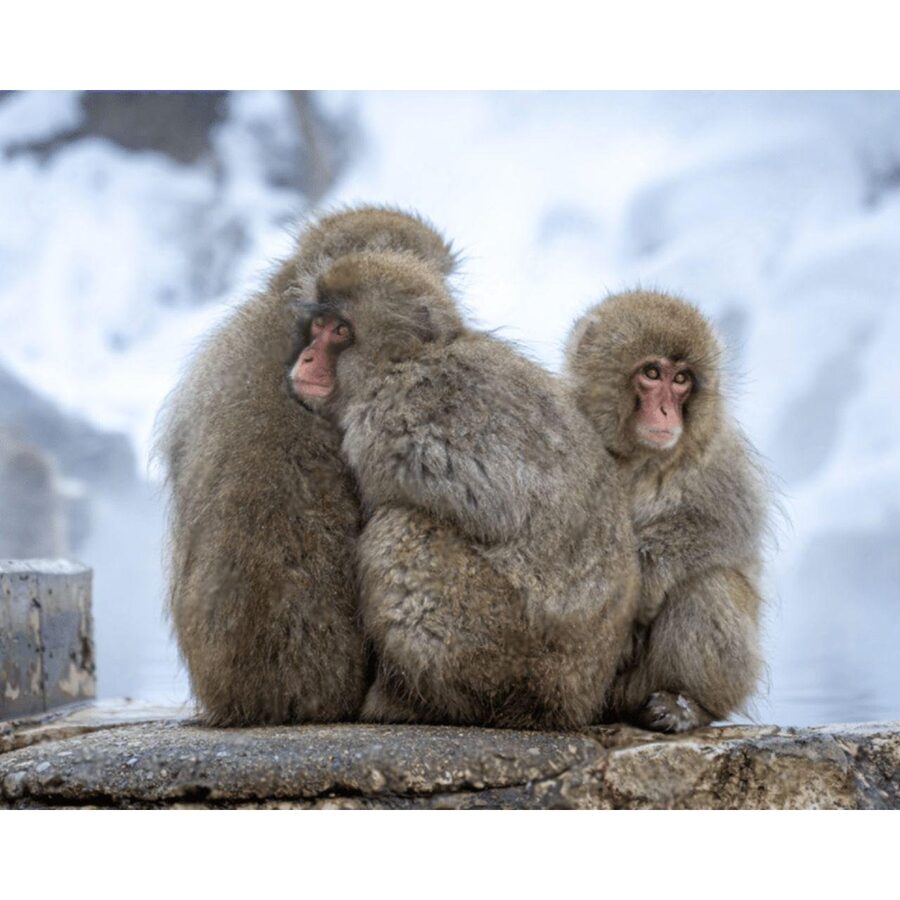 Nagano Tokyo: Snow Monkey Private Day Tour Hotel Pick & Drop - Matsushiro Castle Ruins: Samurai-Era Atmosphere Without the Crowds