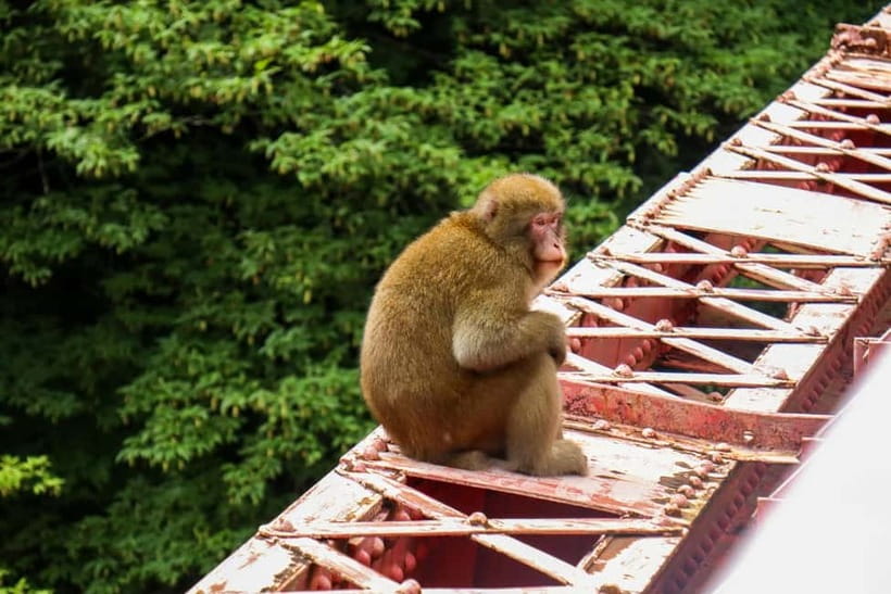 Nagano UNESCO Park: Emerald Acid Lake & Ghibli Onsen Town - Wildlife viewing without the pressure of a checklist