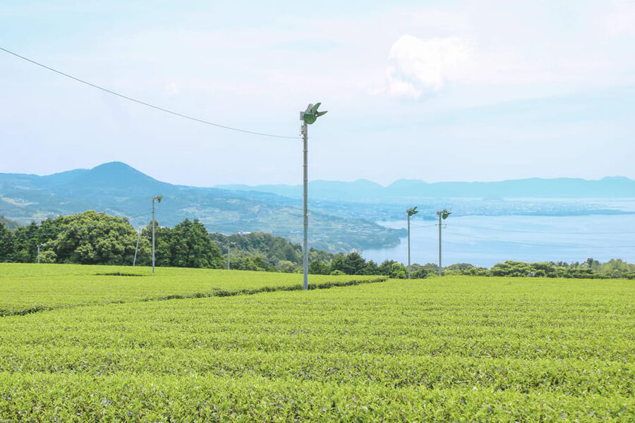 Nagasaki: Explore Japanese Teas on a Tea Tour - Why Nagasaki matters for Japan’s tea story
