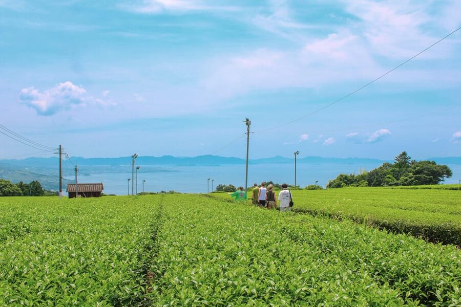 Nagasaki: Explore Japanese Teas on a Tea Tour - Inside a Tamaryokucha tea factory