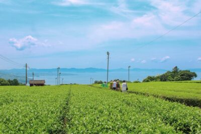 Nagasaki: Explore Japanese Teas on a Tea Tour