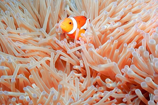 Naha: Full-Day Introductory diving & Snorkeling in the Kerama Islands, Okinawa - Lunch, Deck Time, and Boat Comfort You Will Notice
