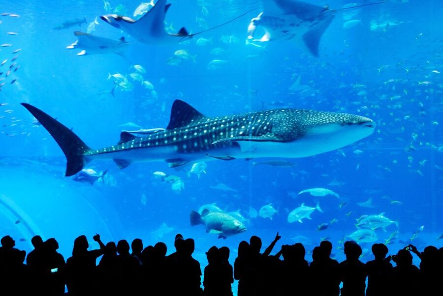 Naha: North Okinawa Sightseeing Tour & Churaumi Aquarium - Key highlights worth getting excited about
