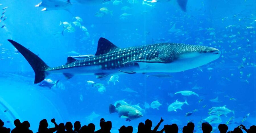Naha: North Okinawa Sightseeing Tour & Churaumi Aquarium - Nago Pineapple Park: the quirky first hour that breaks up the drive